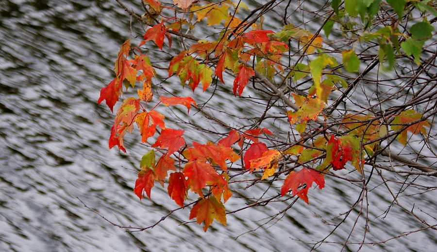 Fall leaves over the lake Photograph by Lois Lepisto