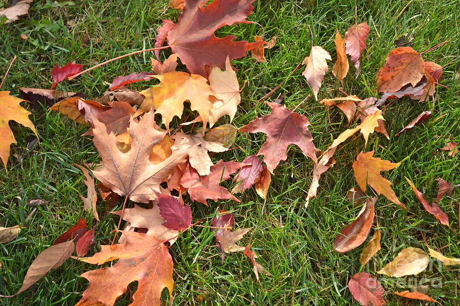 Fall Leaves Photograph by Pamela Walrath