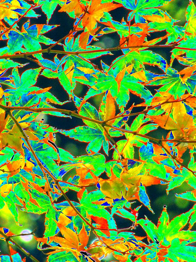Fall Leaves - PhotoPower 1751 Photograph by Pamela Critchlow