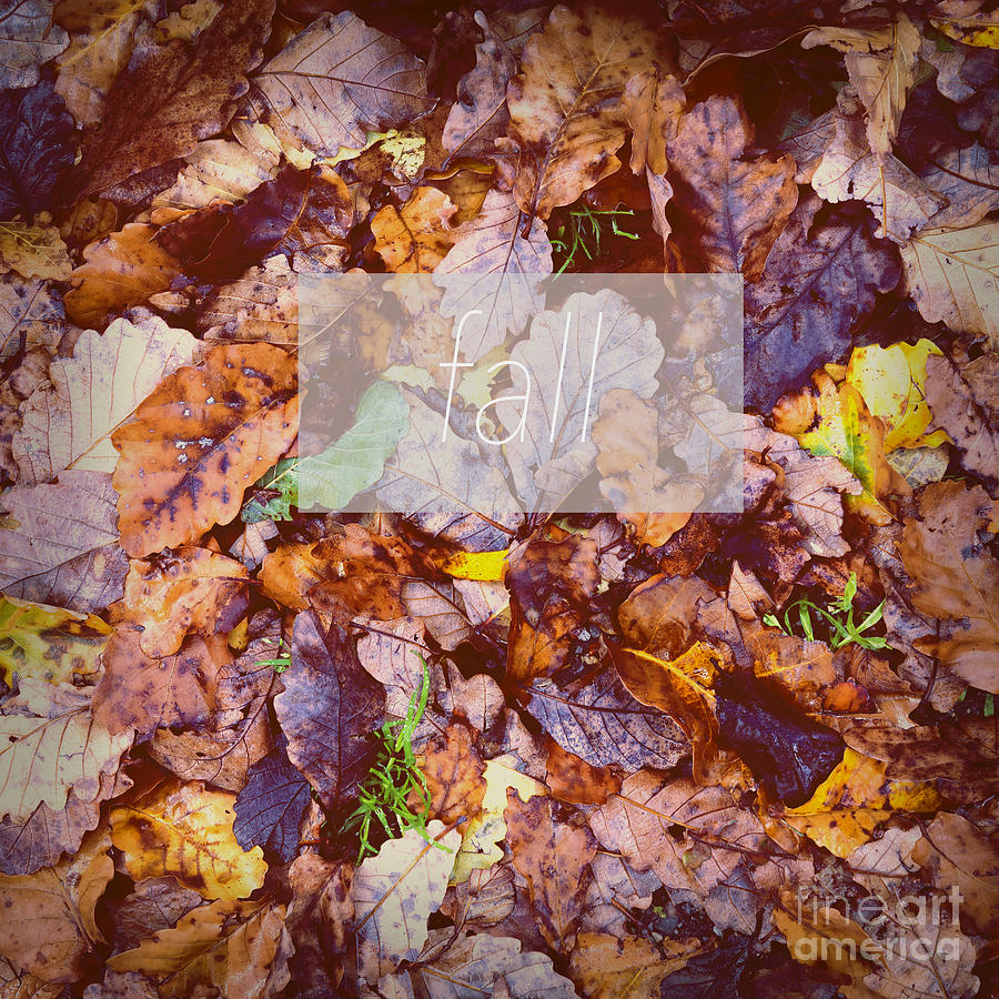 Fall Leaves Poster Photograph by THP Creative