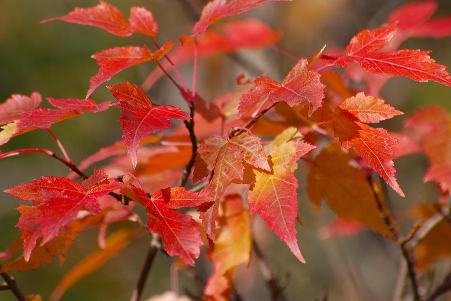 Fall Leaves Red and Gold. Photograph by Kimberley Anglesey - Fine Art ...