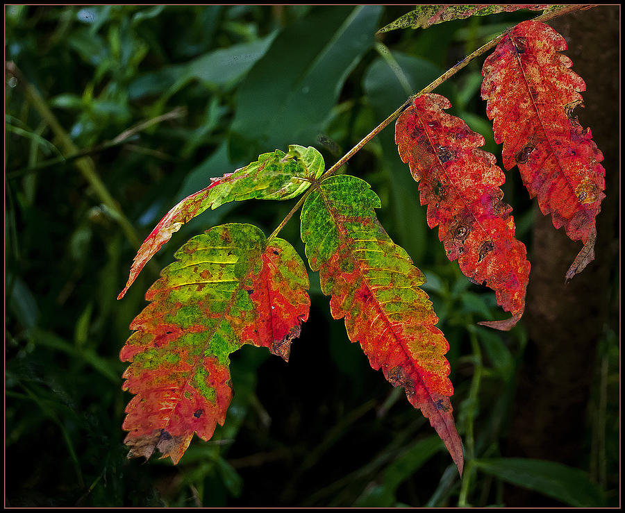 Fall Leaves Photograph by Rick Mosher