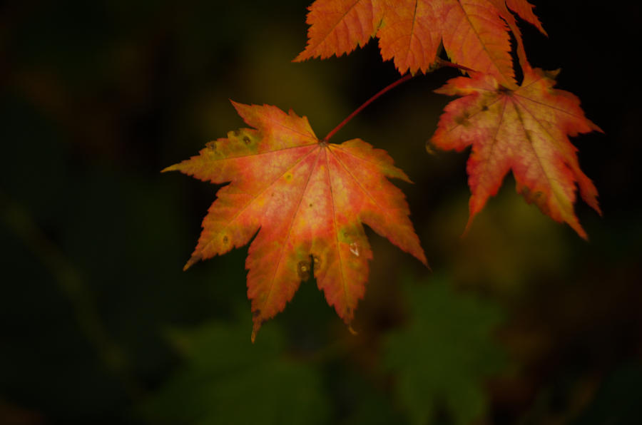 Fall Leaves Photograph by Tikvahs Hope