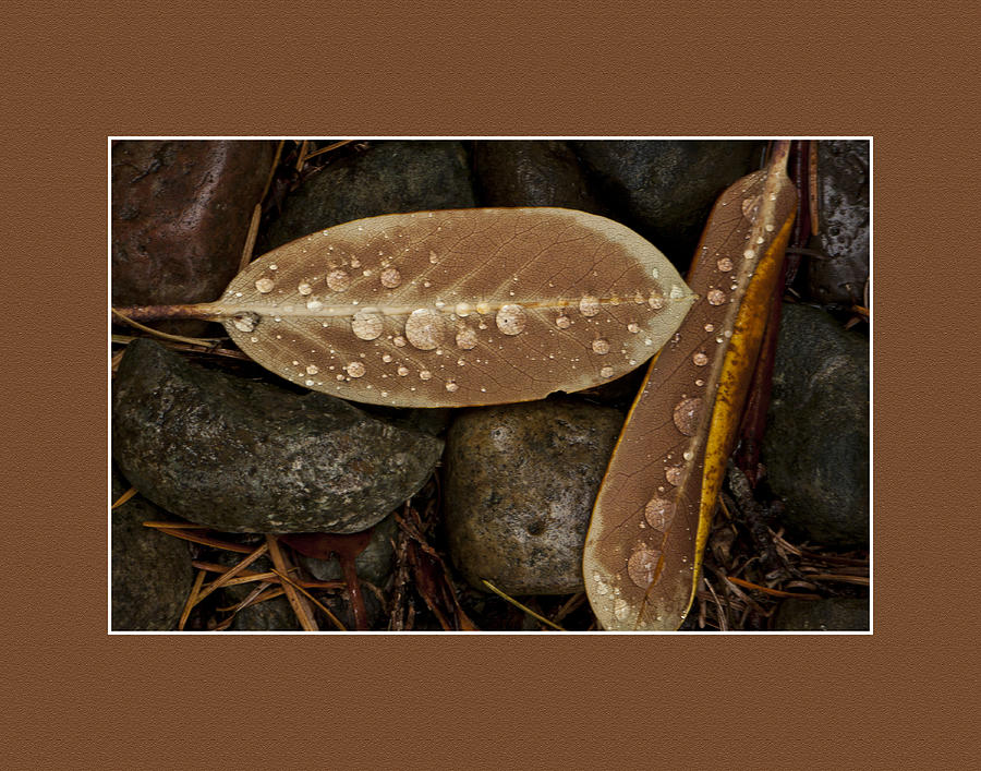 Nature Photograph - Fall Leaves by Ron Roberts