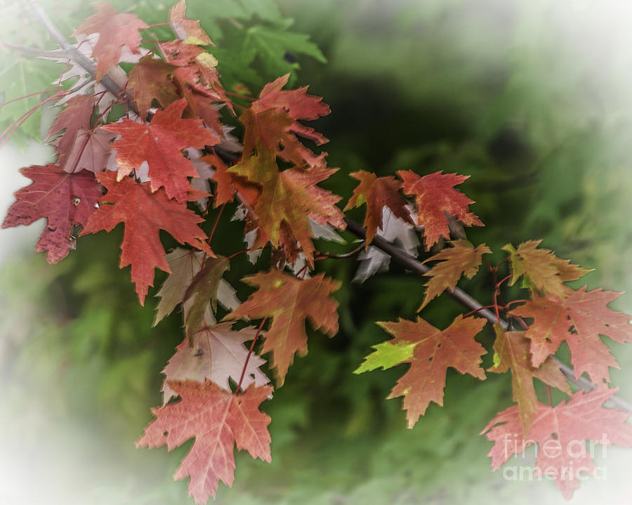 Fall Leaves Photograph by Ronald Grogan
