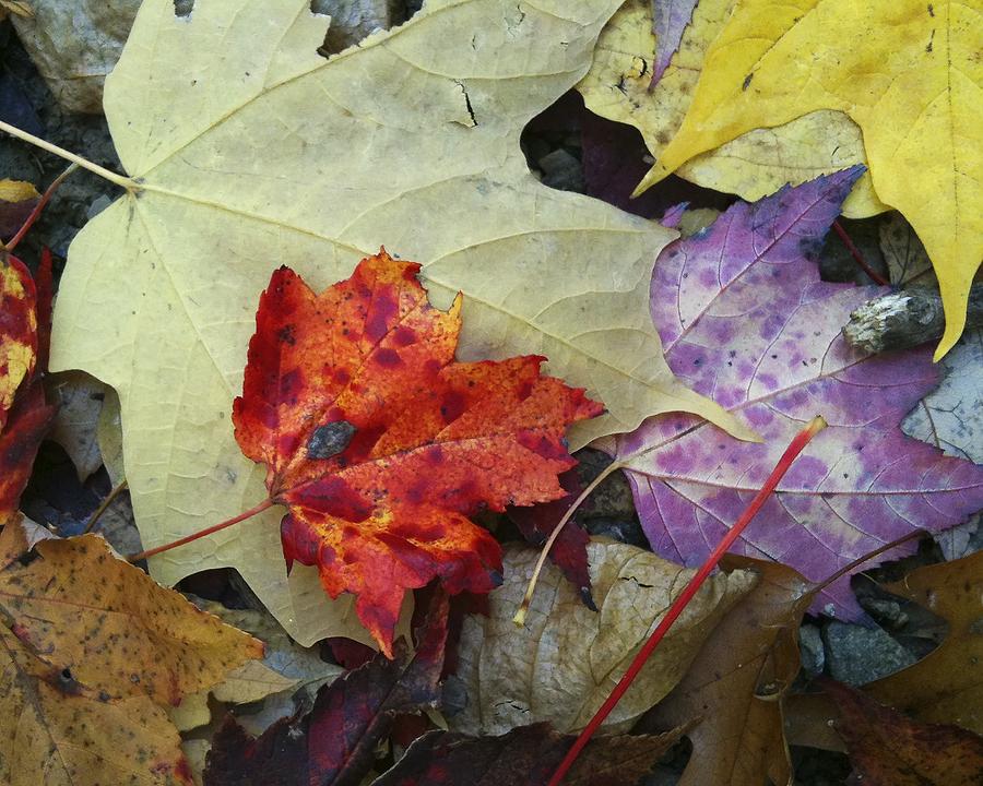 Fall Leaves Photograph by Steve Ondrus