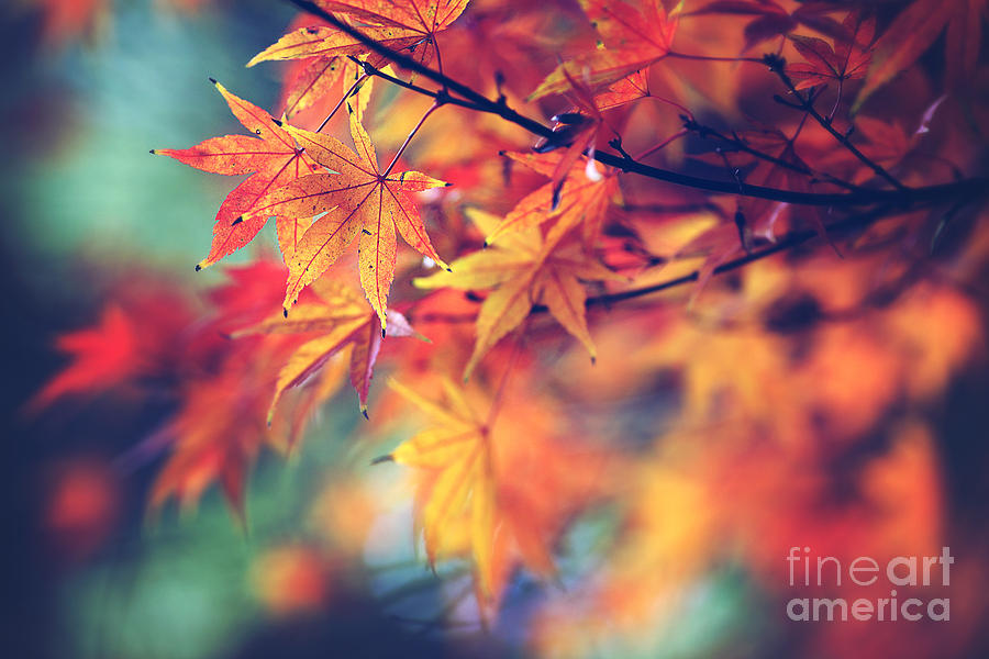 Nature Photograph - Fall leaves by Sylvia Cook