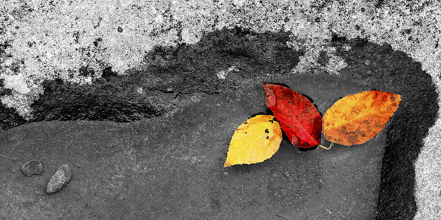 Fall Leaves Photograph by Wendell Thompson