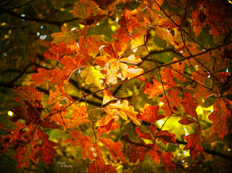Fall Photograph - Fall Lights The Leaves by Sandi OReilly