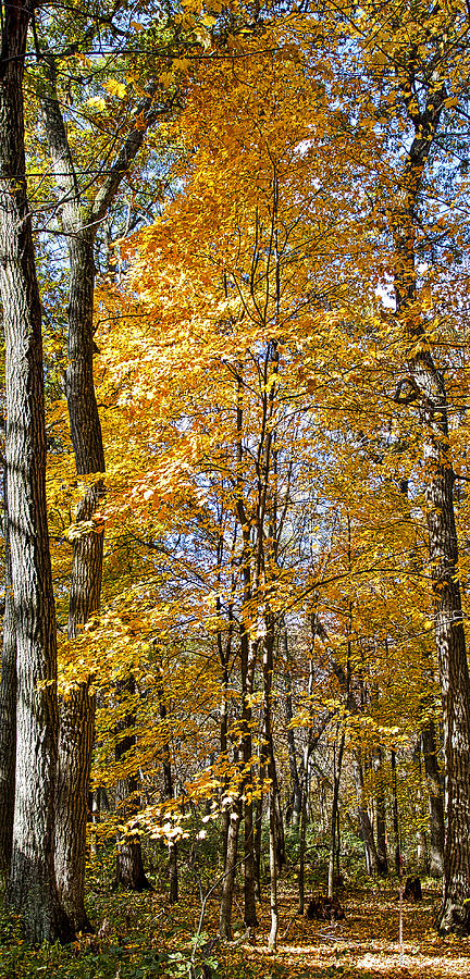 Fall Maple -  #1 Photograph by Steven Ralser