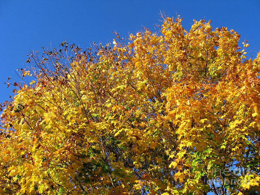 Fall Maple and Blue Sky Photograph by Ellen Miffitt