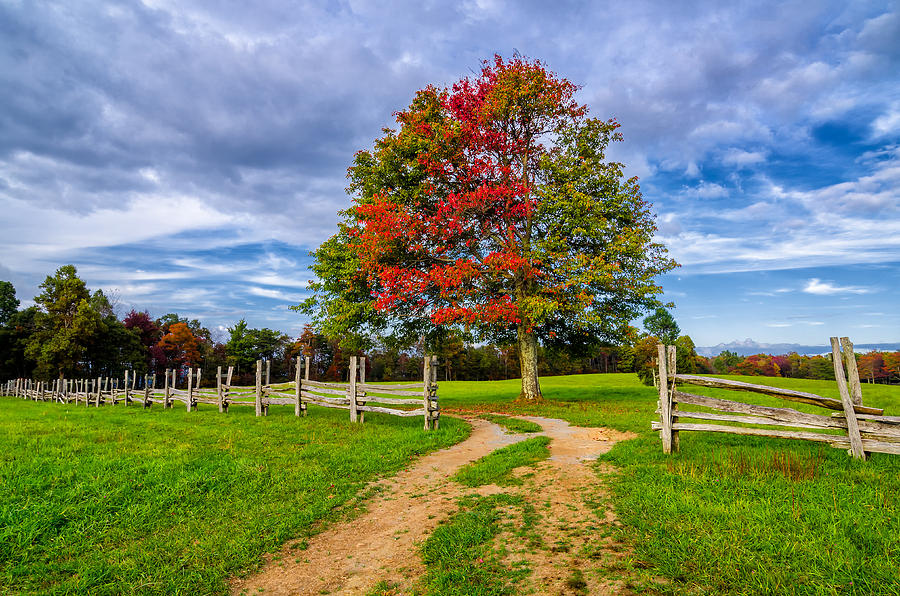 Fall Photograph - Fall maple by Anthony Heflin