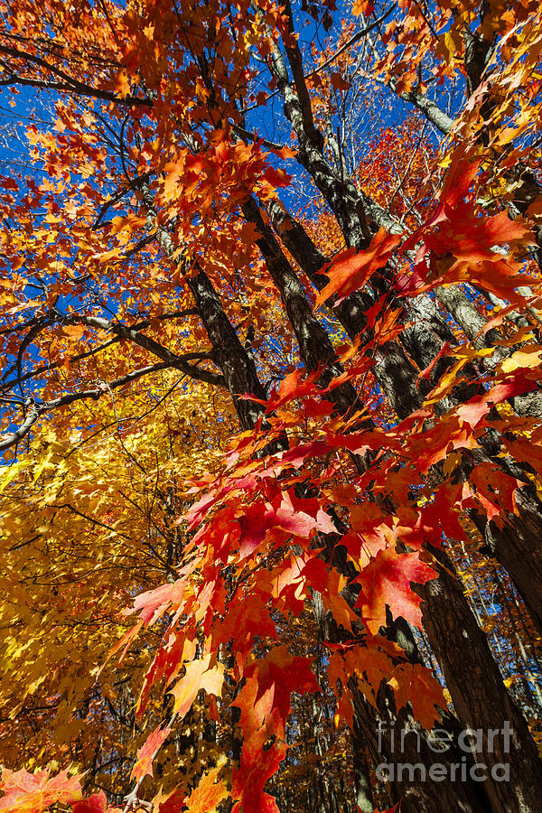 Fall maple forest Photograph by Elena Elisseeva