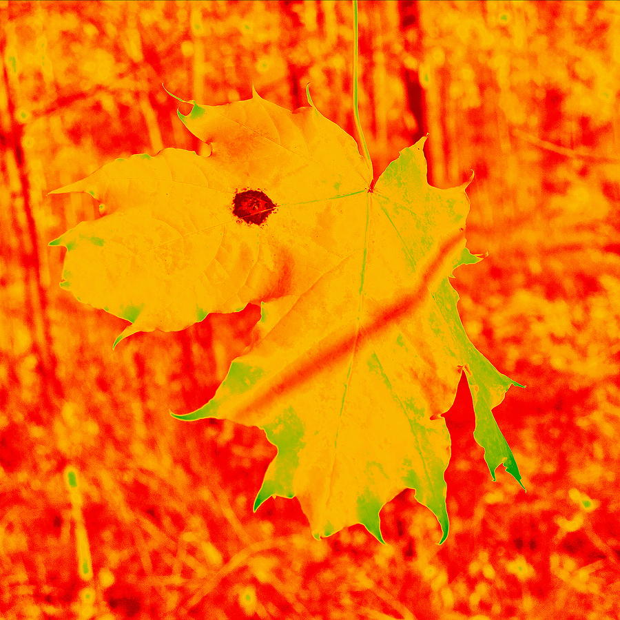 Fall Maple Photograph