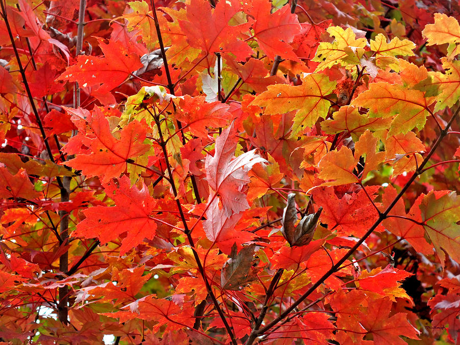 Fall Maple Leaves 2 Photograph by Duane McCullough