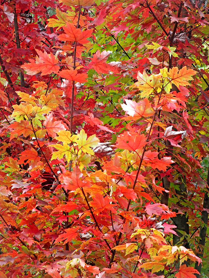Fall Maple Leaves 3 Photograph by Duane McCullough
