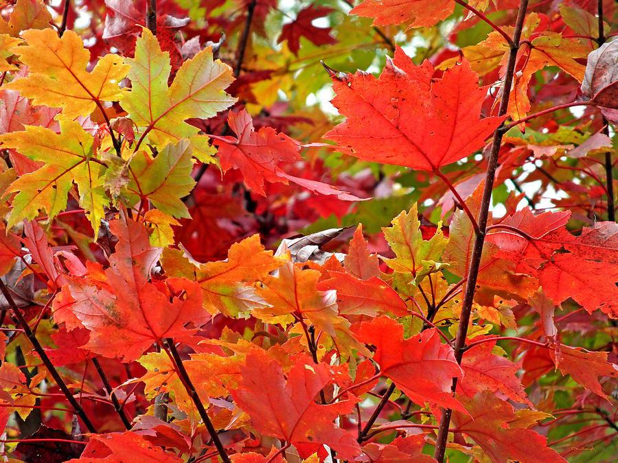 Fall Maple Leaves 4 Photograph by Duane McCullough