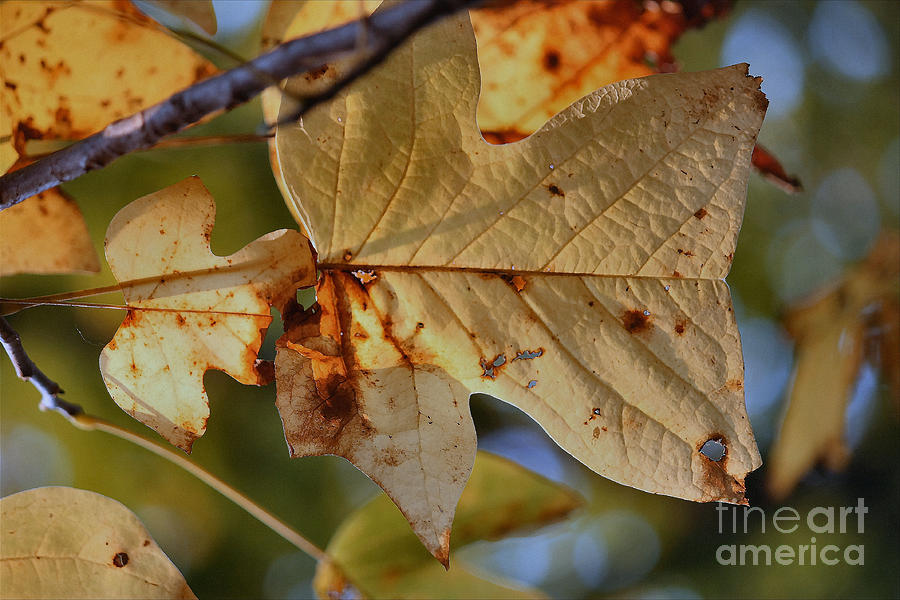 Fall Photograph - Fall Maple Leaves by Luv Photography