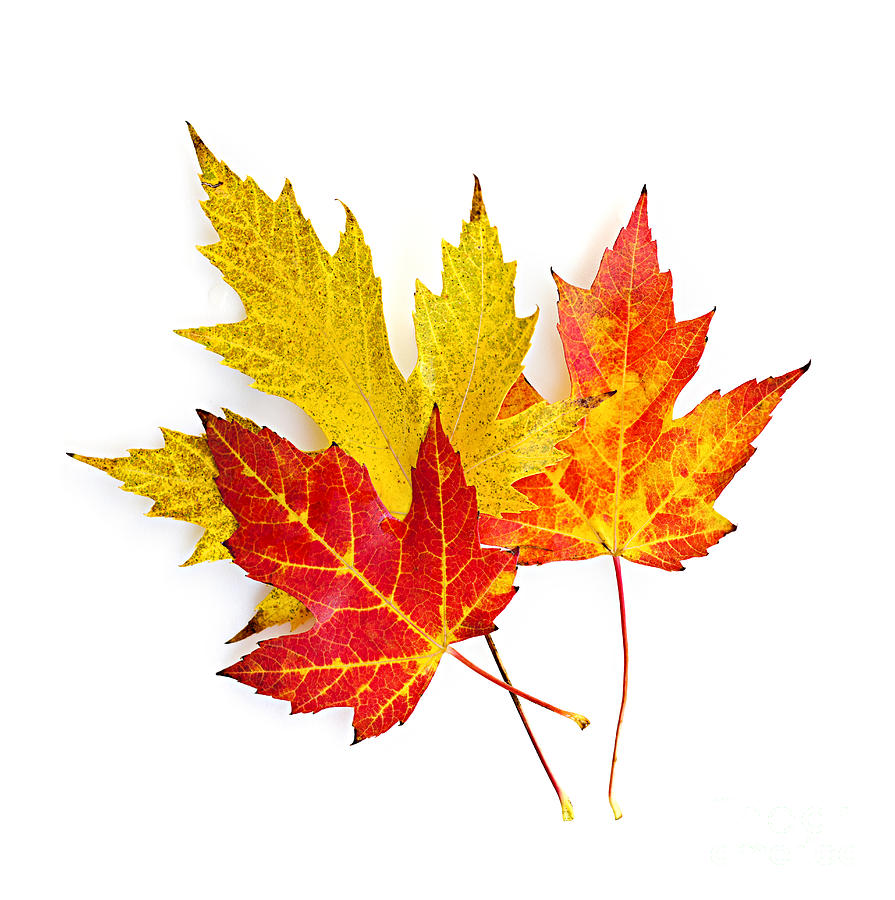 Fall Maple Leaves On White Photograph