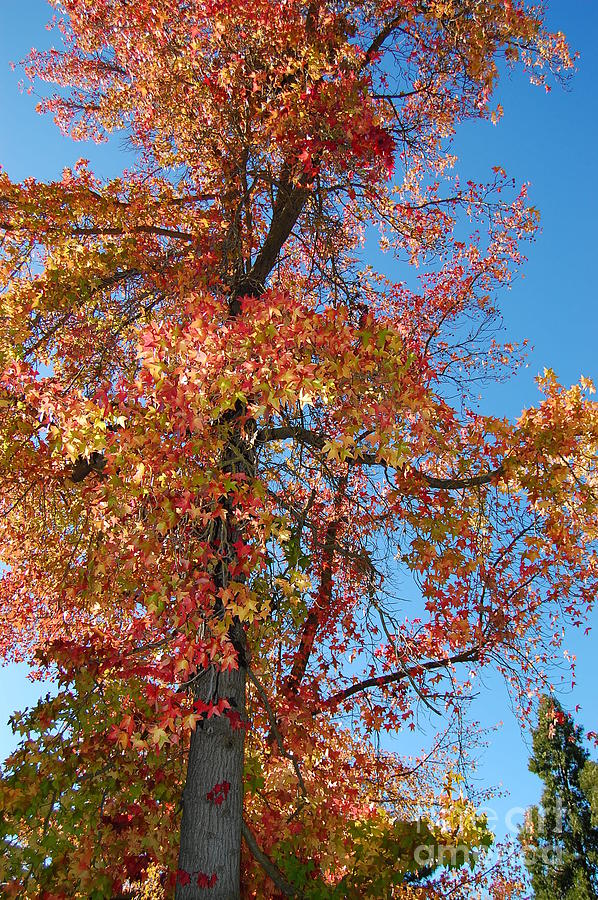 Fall Maple Tree Photograph by Debra Thompson