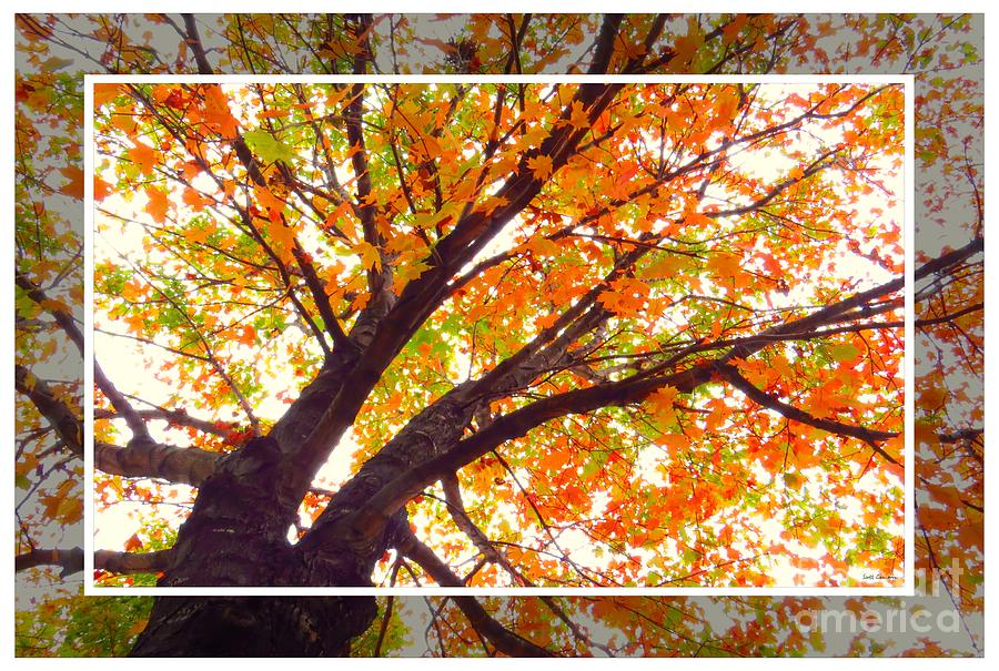 Fall Maple Tree V1 Photograph by Scott Cameron