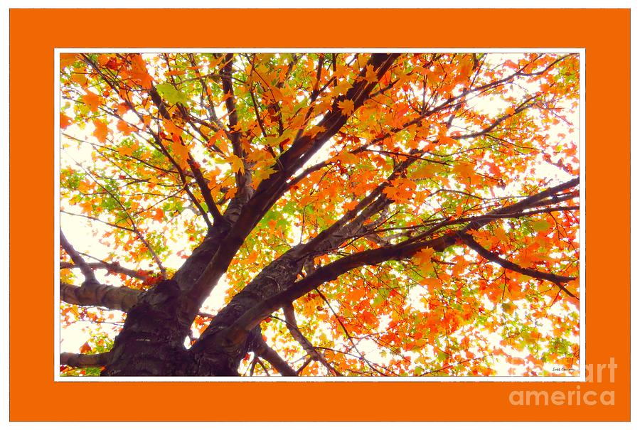 Fall Maple Tree V2 Photograph by Scott Cameron