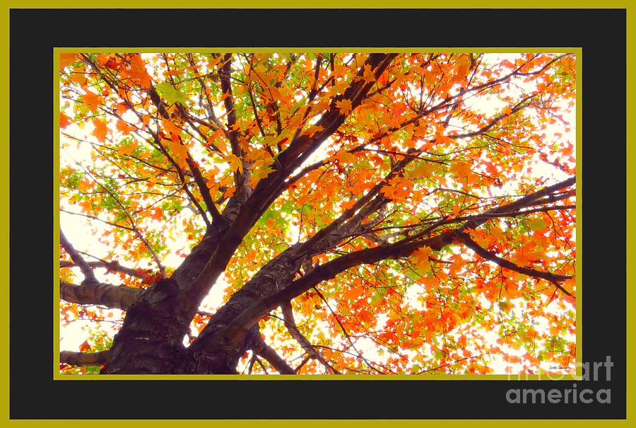 Fall Maple Tree V3 Photograph by Scott Cameron