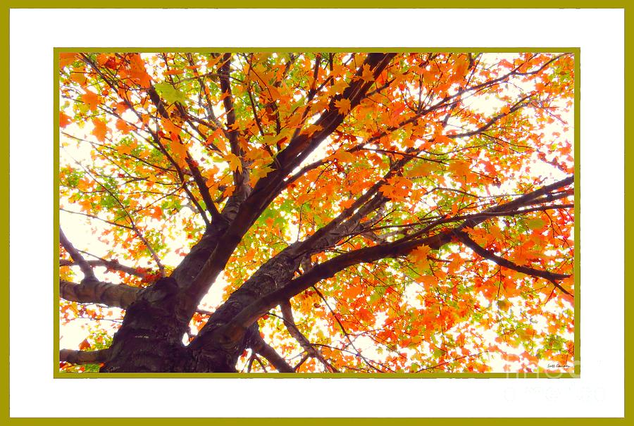 Fall Maple Tree V4 Photograph by Scott Cameron