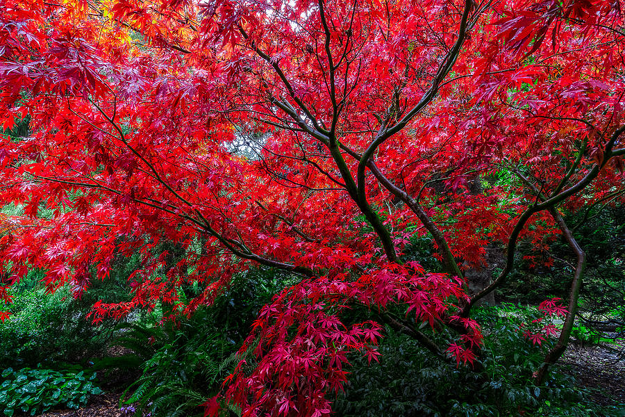 Fall Maple Wardrobe Photograph by Ken Stanback