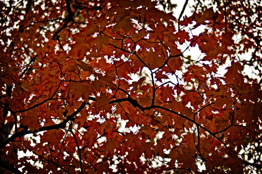 Fall Maples - 04 Photograph by Wayne Meyer