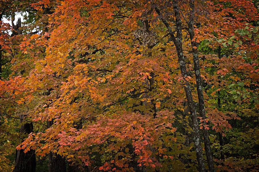 Fall Maples - 05 Photograph by Wayne Meyer