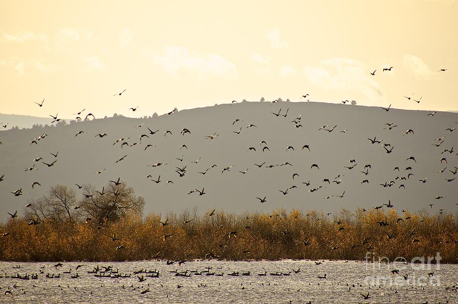 Fall Migration Photograph by Sean Griffin