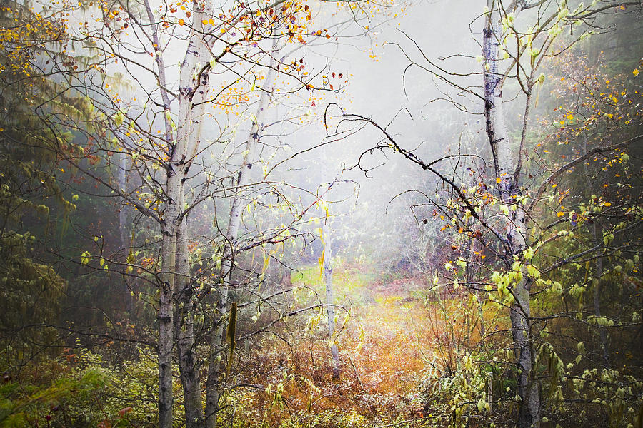 Fall Mist Photograph by Theresa Tahara