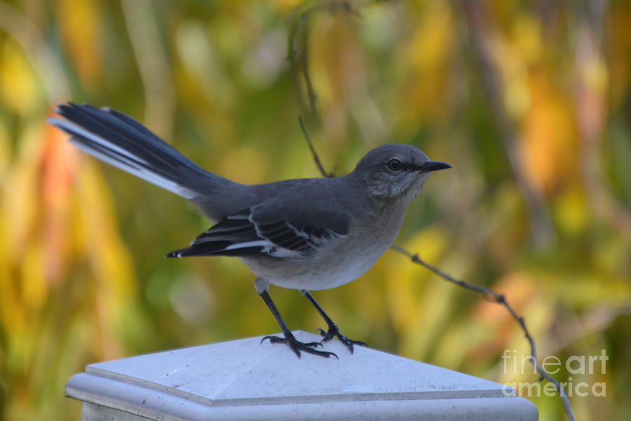 Fall Mocking Bird Photograph by Lynellen Nielsen