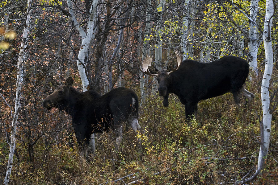 Fall Moose Photograph by Clinton A Nelson | Fine Art America