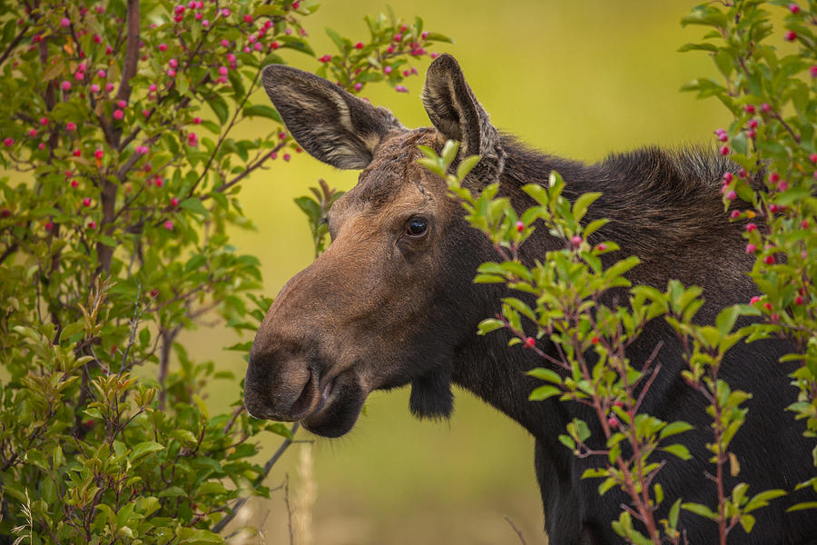 Fall Moose Photograph by Kevin Dietrich
