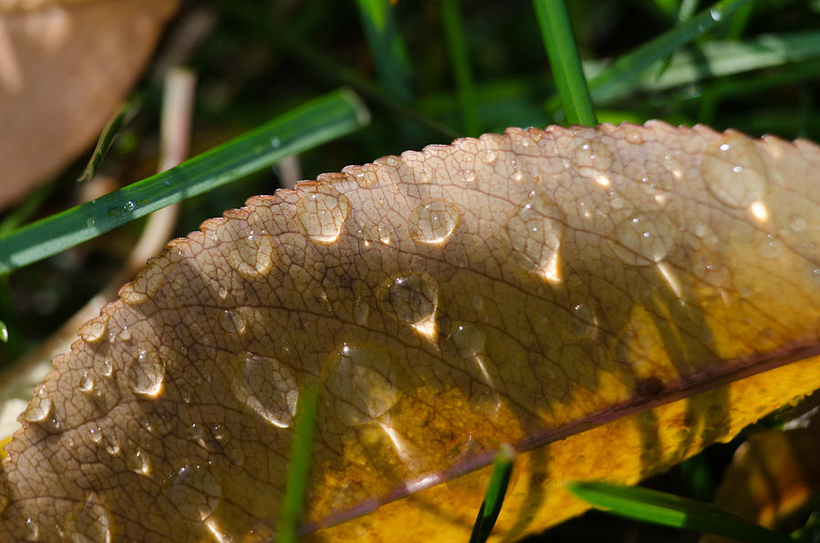 Fall Morning Leaf and Dew Photograph by Jim Shackett