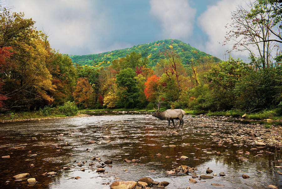 Fall Mountain Stream With Elk Crossing Photograph by Larry Keller, Lititz Pa.
