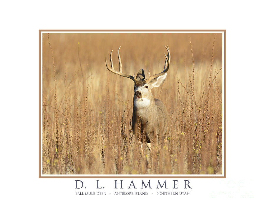 Fall Mule Deer Photograph by Dennis Hammer