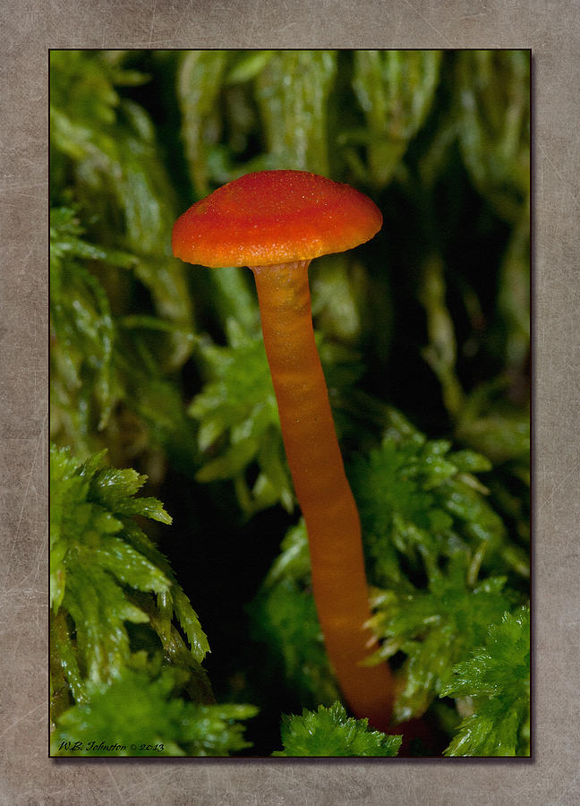 Fall Mushroom 10 Photograph by WB Johnston
