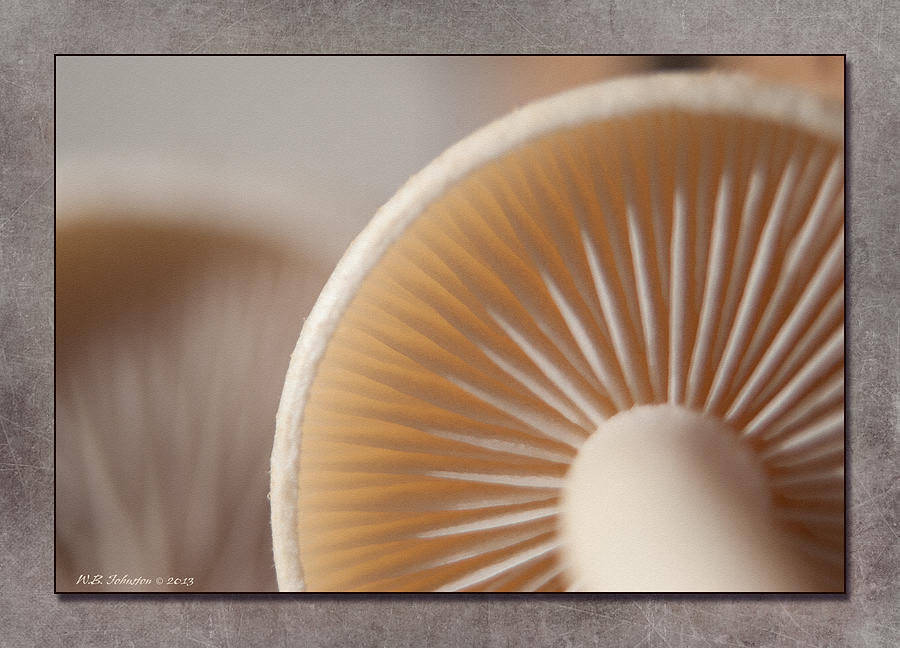 Fall Mushroom 11 Photograph by WB Johnston