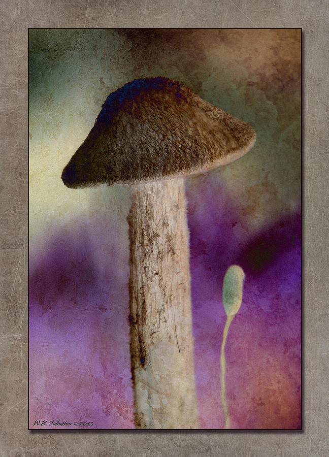 Fall Mushroom 13 Photograph by WB Johnston