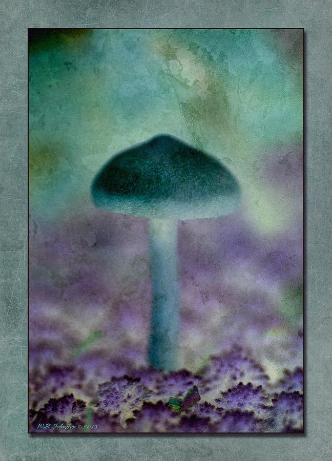Fall Mushroom 16 Photograph by WB Johnston