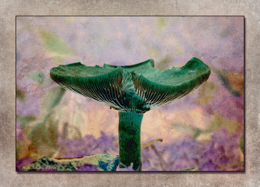 Fall Mushroom 17 Photograph by WB Johnston