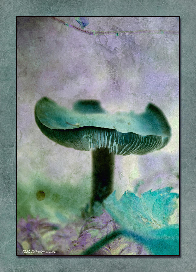 Fall Mushroom 18 Photograph by WB Johnston