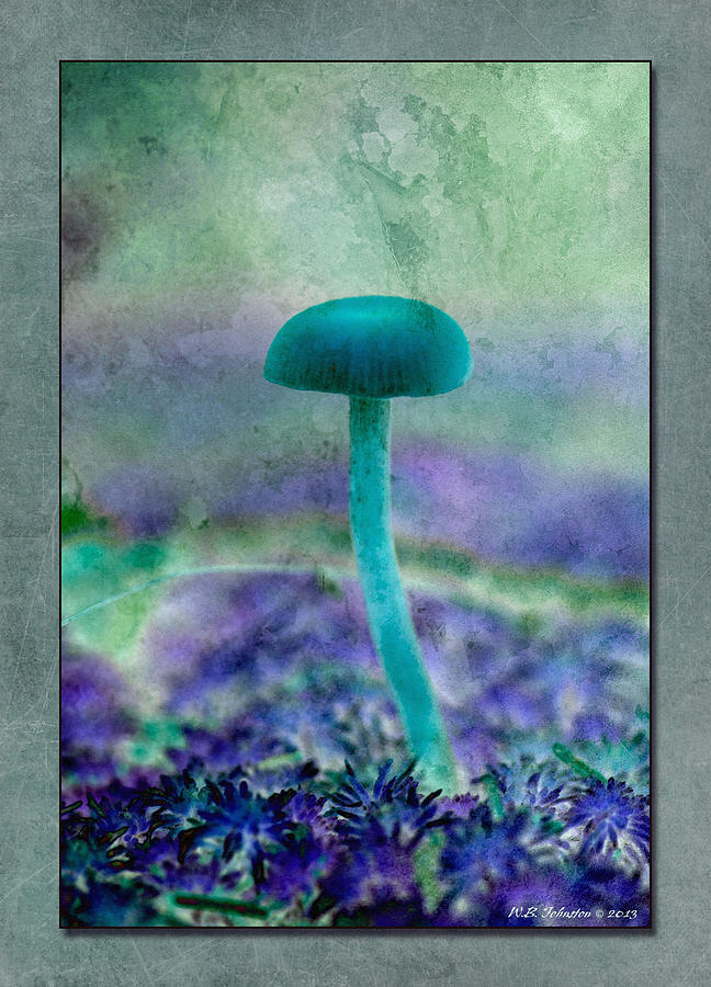Fall Mushroom 20 Photograph by WB Johnston