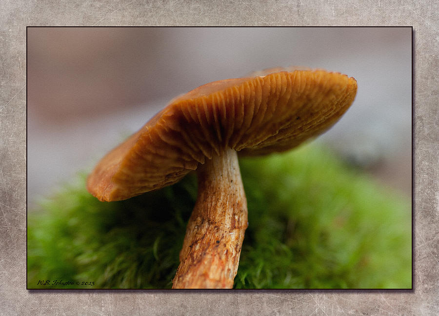 Fall Mushroom 3 Photograph by WB Johnston
