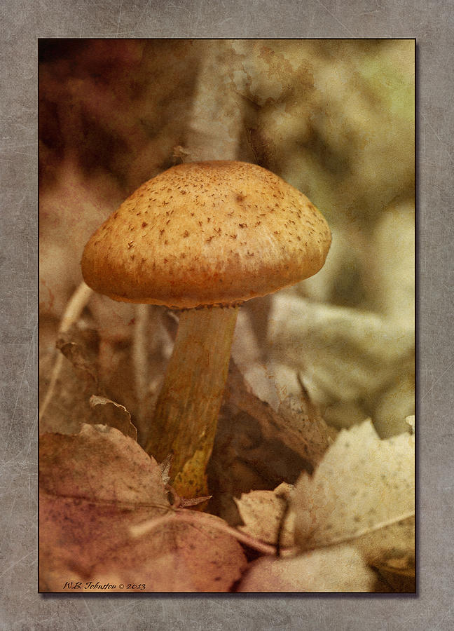 Fall Mushroom 4 Photograph by WB Johnston
