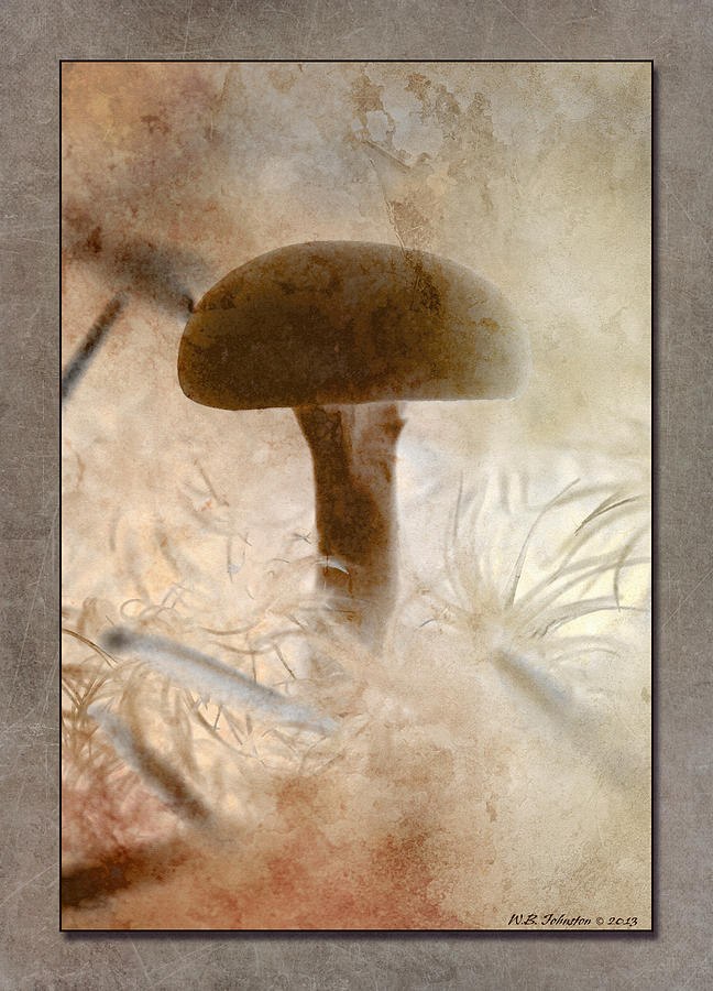 Fall Mushroom 5 Photograph by WB Johnston