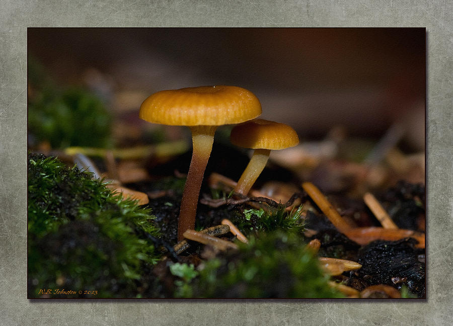 Fall Mushroom 6 Photograph by WB Johnston